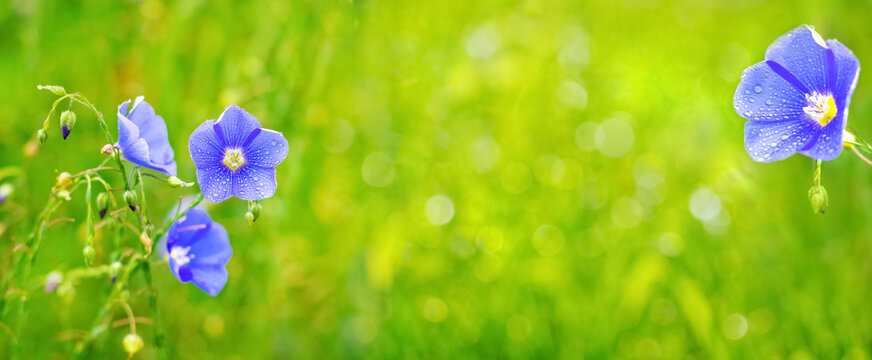 Blue flax flowers on a green blurred background, blank for a banner