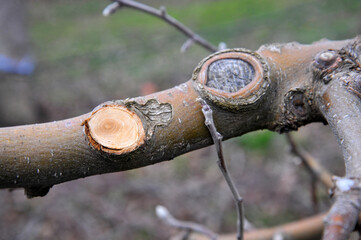 fresh pruned apple branches after winter pruning in january