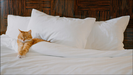 Sleeping red cat in a bed - 408835585
