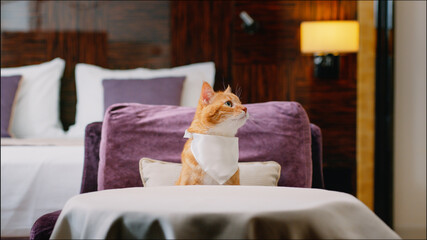 Red cat with bib waiting for food