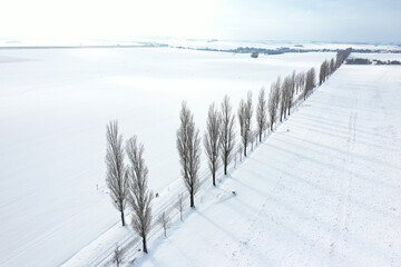 Luftaufnahme eines winterlich verschneiten Feldes mit einer langen Pappelallee und einem Feldweg