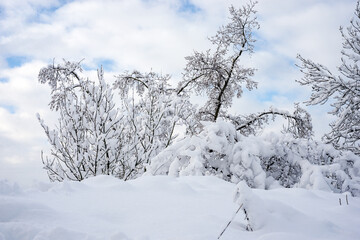 View of trees covered by the snow in a winter landscape by sunny day