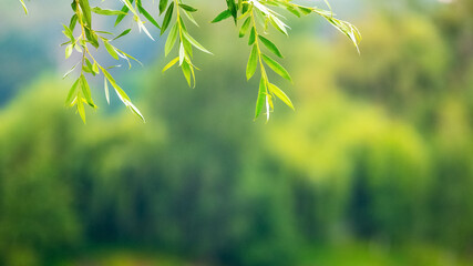 Hanging willow branches with leaves on a blurred background - obrazy, fototapety, plakaty