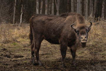 wild bison looking at the camera