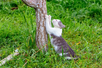 A cat in the garden scratches a tree with its claws