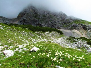 Rocky alpine landscape with meadow covered in mountain avens (Dryas octopetala) in Julian alps and Triglav national park, Slovenia