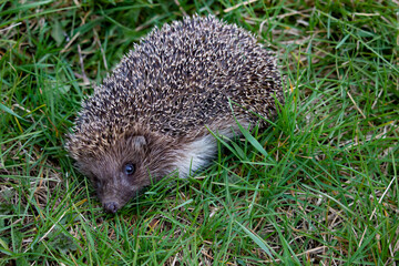 Close-up of a forest hedgehog. Animals in the wild. The curious hedgehog looks straight ahead. A warm summer day in the forest.
