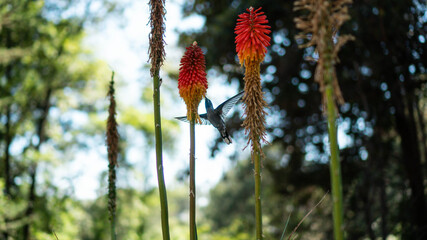 COLIBRÍ VOLANDO COMIENDO © Maximiliano
