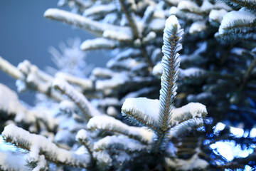 Snow covered fir branches at night