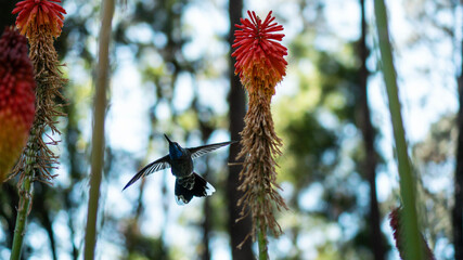 COLIBRÍ VOLANDO SOBRE FLOR © Maximiliano