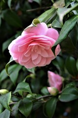 Kamelie "Happy Holidays"