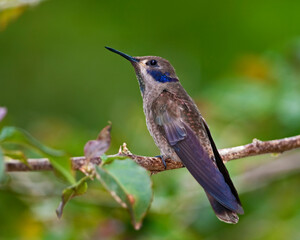 Brown Violetear Hummingbird