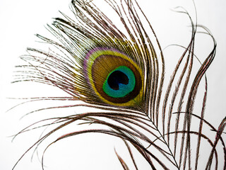 peacock feather close up white bacground