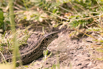 lizard on the grass