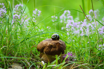 porcini mushrooms in green grass with meadow flowers. snail on a beautiful fresh edible mushroom, snail shell and white mushroom in the forest, close-up, natural background