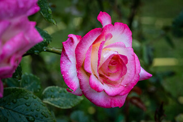 pink rose with water drops
