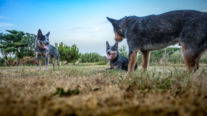 Australian Cattle Dog Treiber Hund 