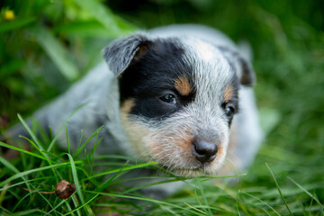 Australian Cattle Dog Treiber Hund 