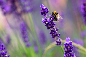 Bourdon butine lavande violette