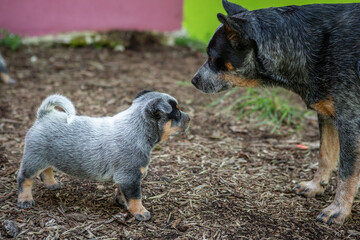 Australian Cattle Dog Treiber Hund 