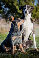 Australian Cattle Dog Treiber Hund 