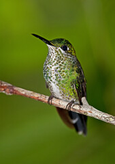 Green-crowned Brilliant