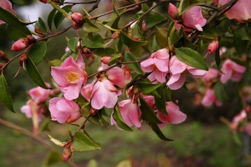 Kamelie "Koto no Kaori"