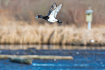 A male greater scaup flying in the air.   Burnaby BC Canada
