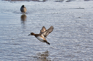 A female greater scaup making a landing.   Burnaby BC Canada
