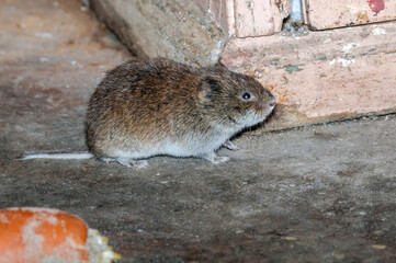 Tundra Vole (Microtus oeconomus) in Barents Sea coastal area, Russia