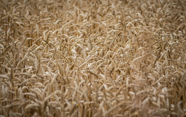 wheat grain background
