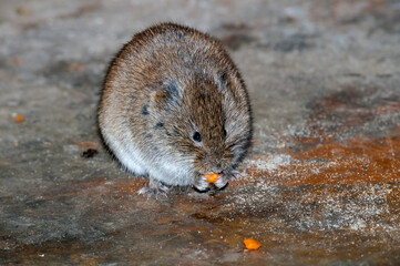 Tundra Vole (Microtus oeconomus) in Barents Sea coastal area, Russia
