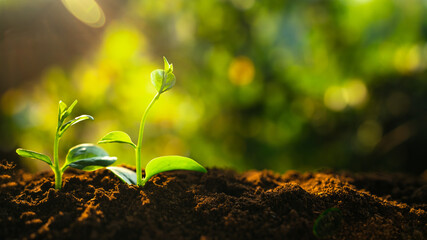 Three saplings are growing on the soil and a natural green background