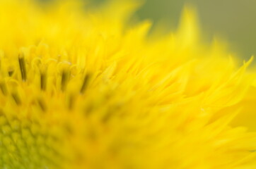 decorative sunflower flower in the garden, decorative sunflower close up
