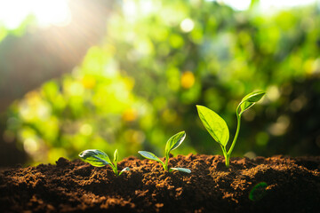 Three saplings are growing on the soil and a natural green background