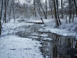 Winter forest in the snow. Hoarfrost on tree branches. Cold weather in the forest.