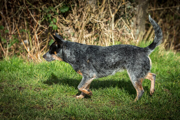 Australian Cattle Dog - Blue Heeler - Treiber - fantastischer Hund - 