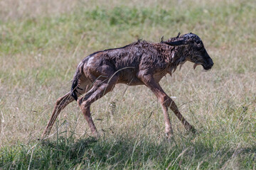 new born wildebeest calf