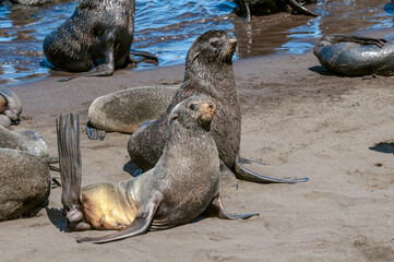 Fototapeta premium Northern Fur Seals (Callorhinus ursinus) at hauling-out in St. George Island, Pribilof Islands, Alaska, USA