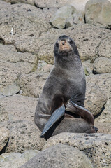 Obraz premium Northern Fur Seal (Callorhinus ursinus) at hauling-out in St. George Island, Pribilof Islands, Alaska, USA