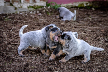 Australian Cattle Dog - Playing dogs - Blue Heeler - Best Friend