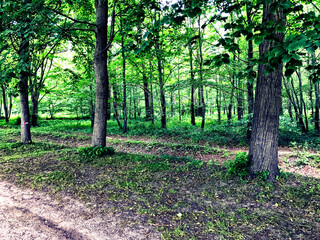 Obraz premium nature 