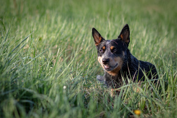 Australian Cattle Dog - Blue Heeler - Treiber - fantastischer Hund - 