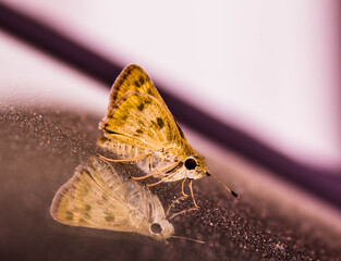 Fototapeta na wymiar Yellow moth resting on car glass