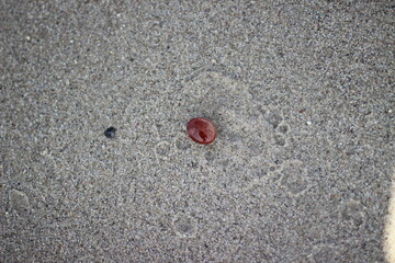 
brown stone on sea sand