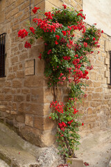 Fototapeta na wymiar A charming corner. A magnificent rosebush of red roses grows and climbs a wall in the medieval village of Uncastillo, in the Cinco Villas region, Aragon, Spain.
