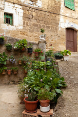 Fototapeta na wymiar Charming corner full of pots with plants, hydrangeas, rose bushes, calla lilies, geraniums and other flowers in one of the streets of the town of Uncastillo, in the Cinco Villas region, Spain.