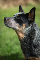 Naklejka na ściany i meble Australian Cattle Dog - Blue Heeler - Treiber - fantastischer Hund - 