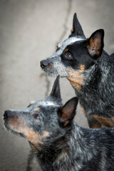 Australian Cattle Dog - Blue Heeler - Treiber - fantastischer Hund - 