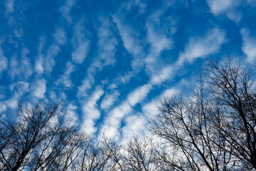 Stunning view of a mackerel sky with the silhouette os some trees in the foreground. A mackerel sky is a common term for clouds made up of rows of cirrocumulus or altocumulus clouds.